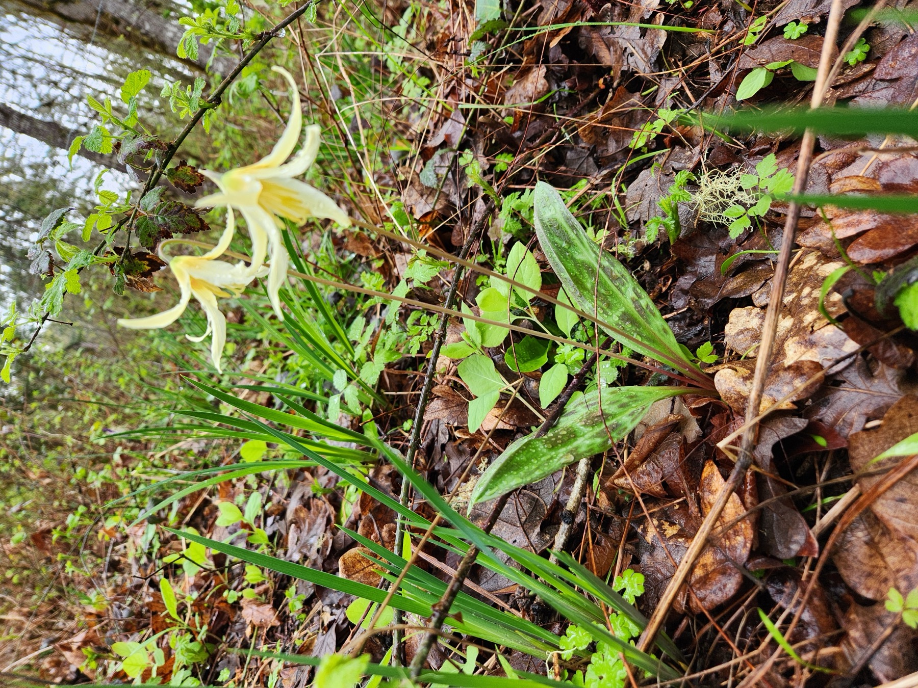 Native plant and forest floor detail for ecological monitoring.