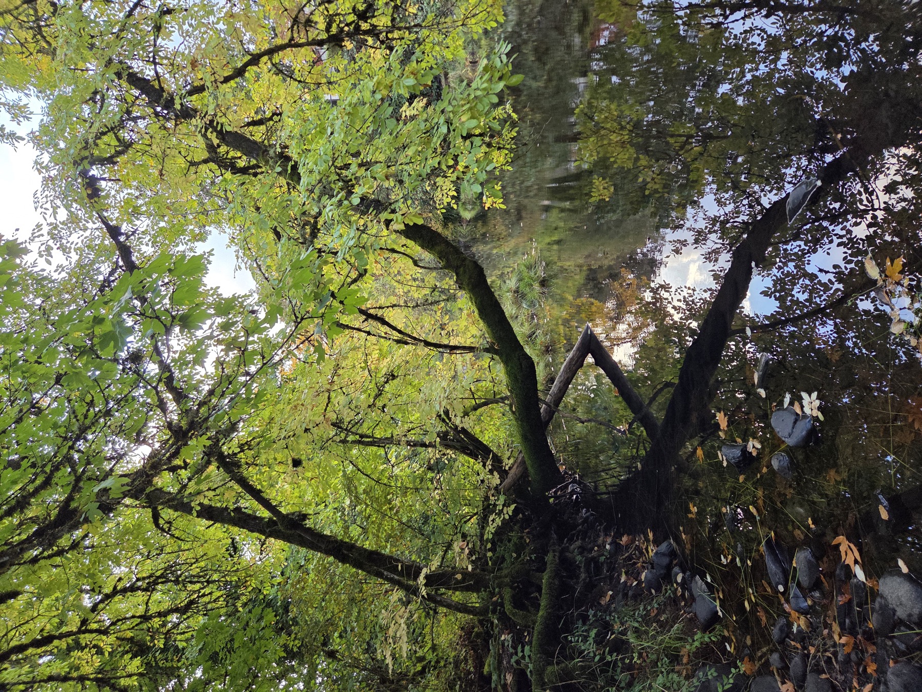 Forested regional landscape representing landowner funding support.