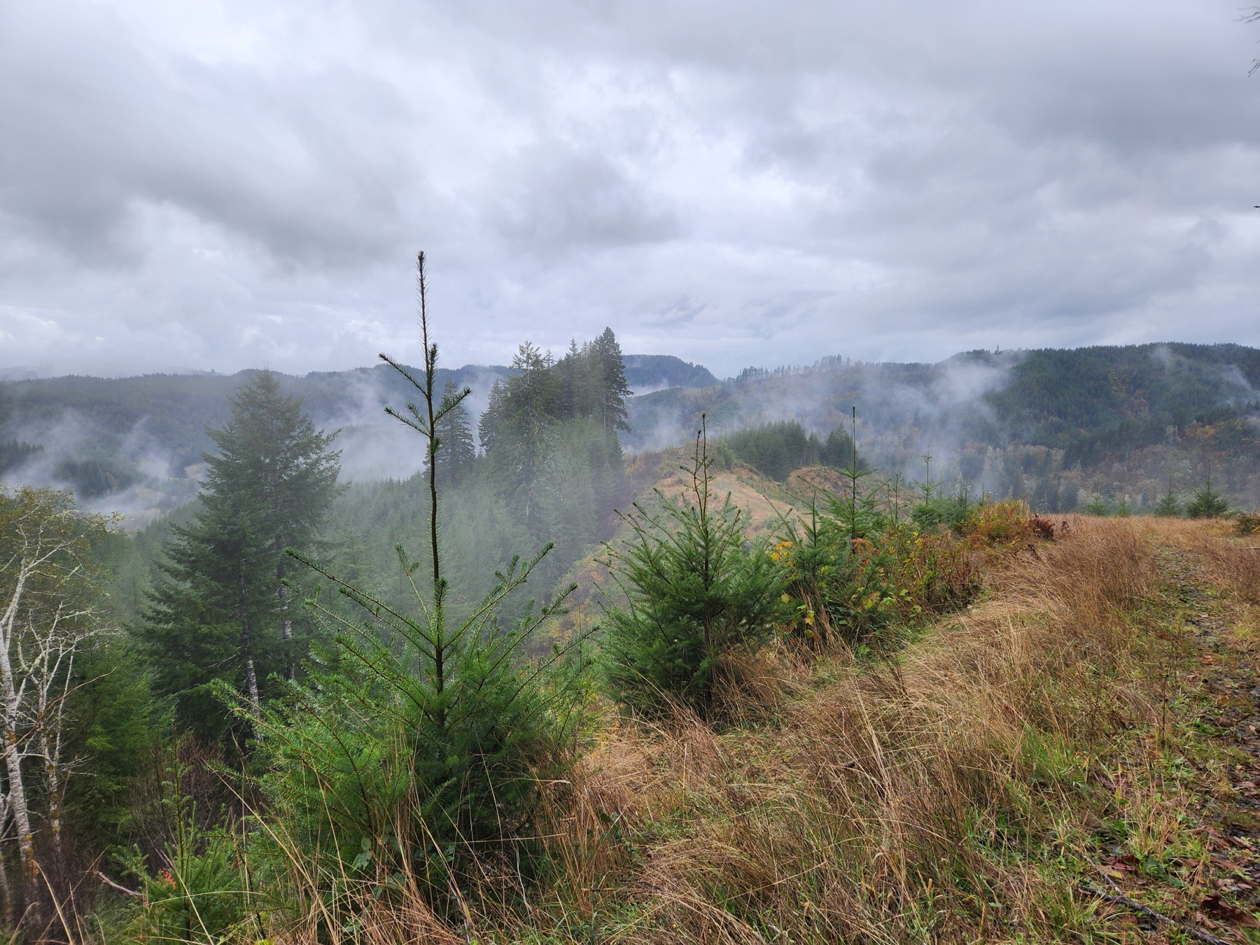 Young conifers growing on a misty managed forest hillside.
